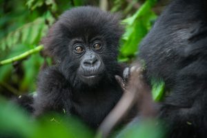 Kwita Izina 20: Abana b’ingagi 22 bagiye kwitwa amazina&nbsp;