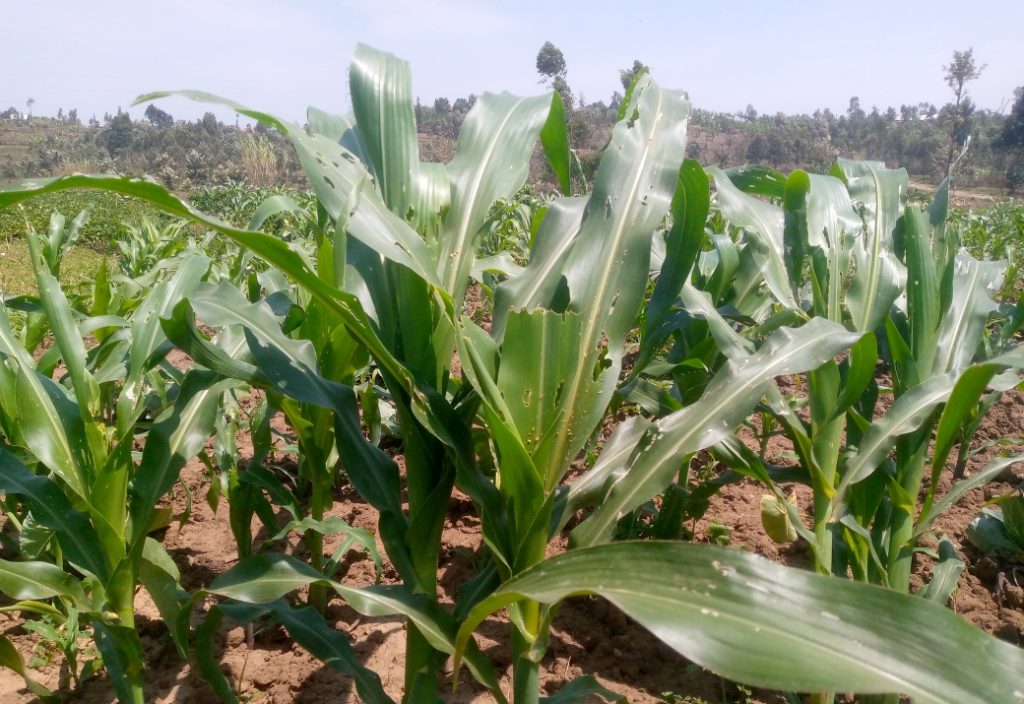 Karongi: Rubengera abahinzi bugarijwe na  nkongwa  barasaba gufashwa kuyirwanya