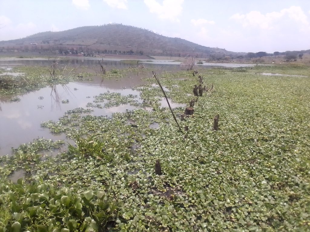 Nyagatare: Bahangayikishijwe n’idamu ya Gihorobwa igiye gukama kubera kurengerwa n’amarebe