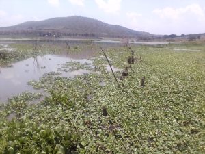 Nyagatare: Bahangayikishijwe n’idamu ya Gihorobwa igiye gukama kubera kurengerwa n’amarebe