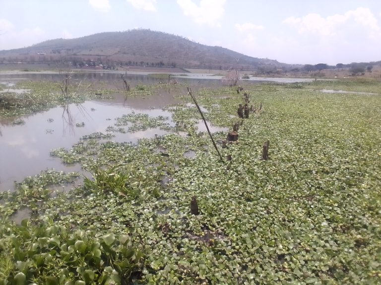 Nyagatare: Bahangayikishijwe n’idamu ya Gihorobwa igiye gukama kubera kurengerwa n’amarebe