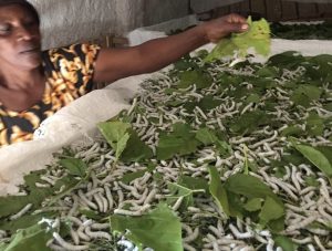 Baravuga imyato ubworozi bw’amagweja bubinjiriza miliyoni 74 Frw ku mwaka