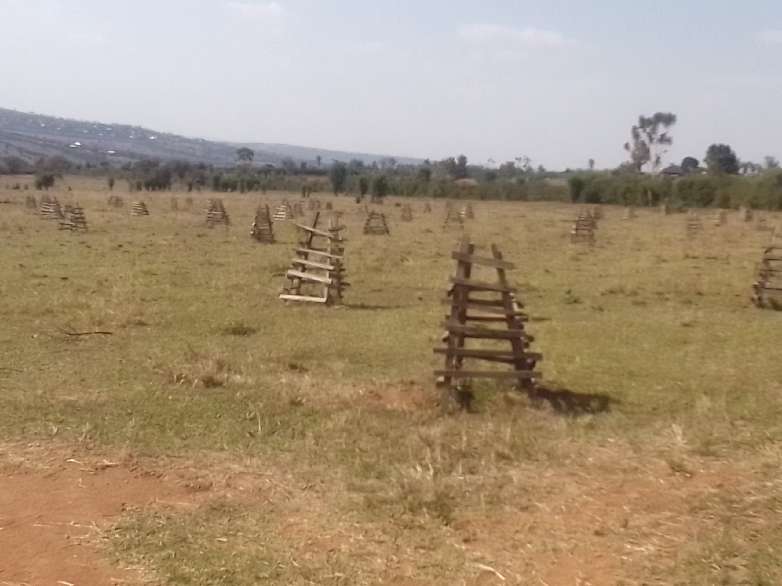 Nyagatare: Inzuri zabaye umwiyanike ziri guterwamo ibiti habungabungwa ibidukikije