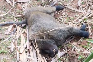 Nyamasheke: Arashakishwa akekwaho kwica Igitera &nbsp;kivuye muri Pariki ya Nyungwe