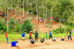 Muhanga: Abahinzi biyemeje gutera ikigori batera n’ibiti bivangwa n’imyaka 