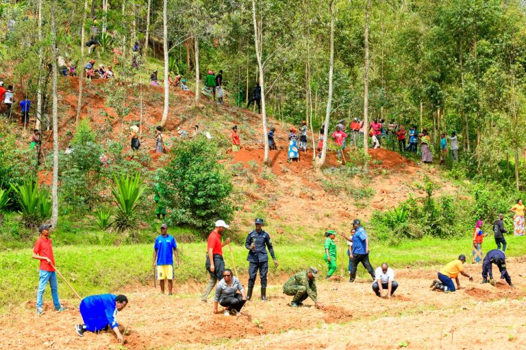 Muhanga: Abahinzi biyemeje gutera ikigori batera n’ibiti bivangwa n’imyaka 