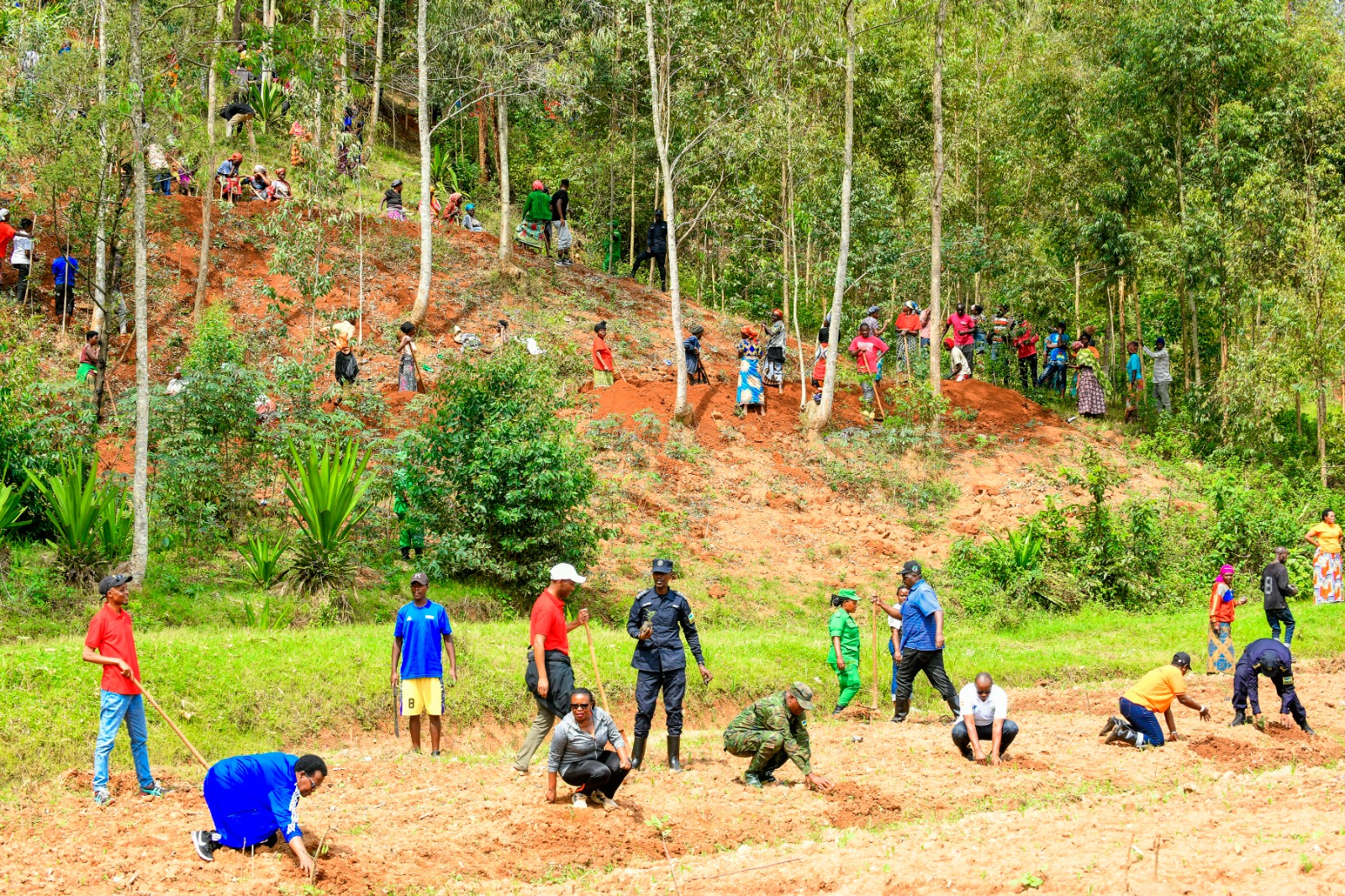 Muhanga: Abahinzi biyemeje gutera ikigori batera n’ibiti bivangwa n’imyaka 
