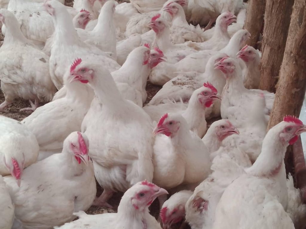 Mu myaka itatu buri rugo rwo mu Rwanda ruzaba rufite inkoko 5