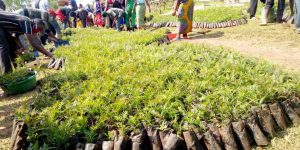 U Rwanda ruzatera ibiti miliyoni 65 muri uyu mwaka