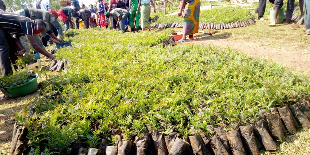 U Rwanda ruzatera ibiti miliyoni 65 muri uyu mwaka