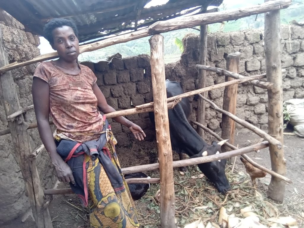 Karongi: Akanyamuneza k’umubyeyi wahawe na Leta inka y’inshumbushanyo