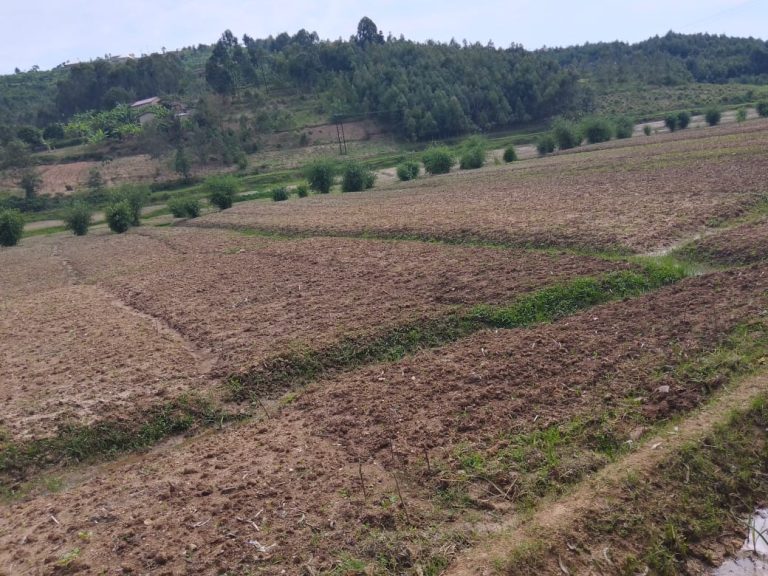 Muhanga: Bateye ibigori kuri hegitari 3 byanga kumera