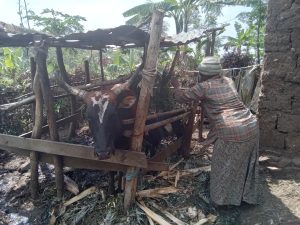 Karongi: Girinka yahawe yamufashije kurera barumuna be