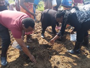 Amajyepfo: Abahinzi barasabwa guhinga vuba nyuma yo kubona imvura 