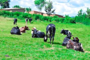 Nyagatare: Ubwishingizi bw’amatungo bwabafashije gushumbushwa inka bapfushije&nbsp;&nbsp;