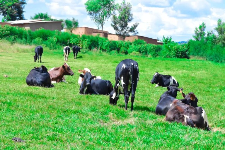 Nyagatare: Ubwishingizi bw’amatungo bwabafashije gushumbushwa inka bapfushije&nbsp;&nbsp;