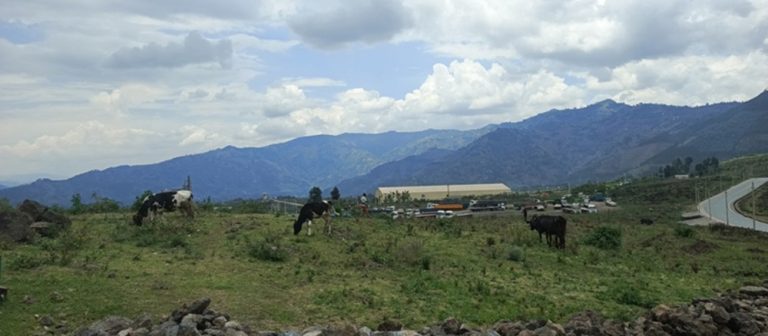 Musanze: Bababazwa nuko ahagenewe inganda hahindutse aho kuragira amatungo