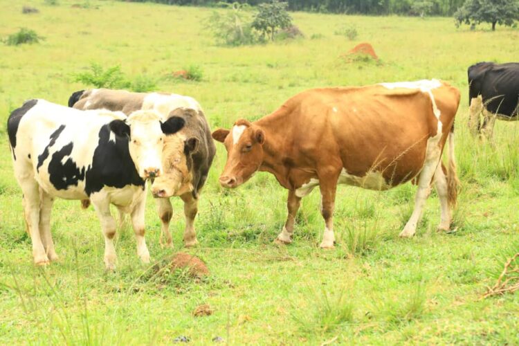 Kayonza: Barishimira ko kuvugurura icyororo cy’inka byazamuye umukamo biteza imbere