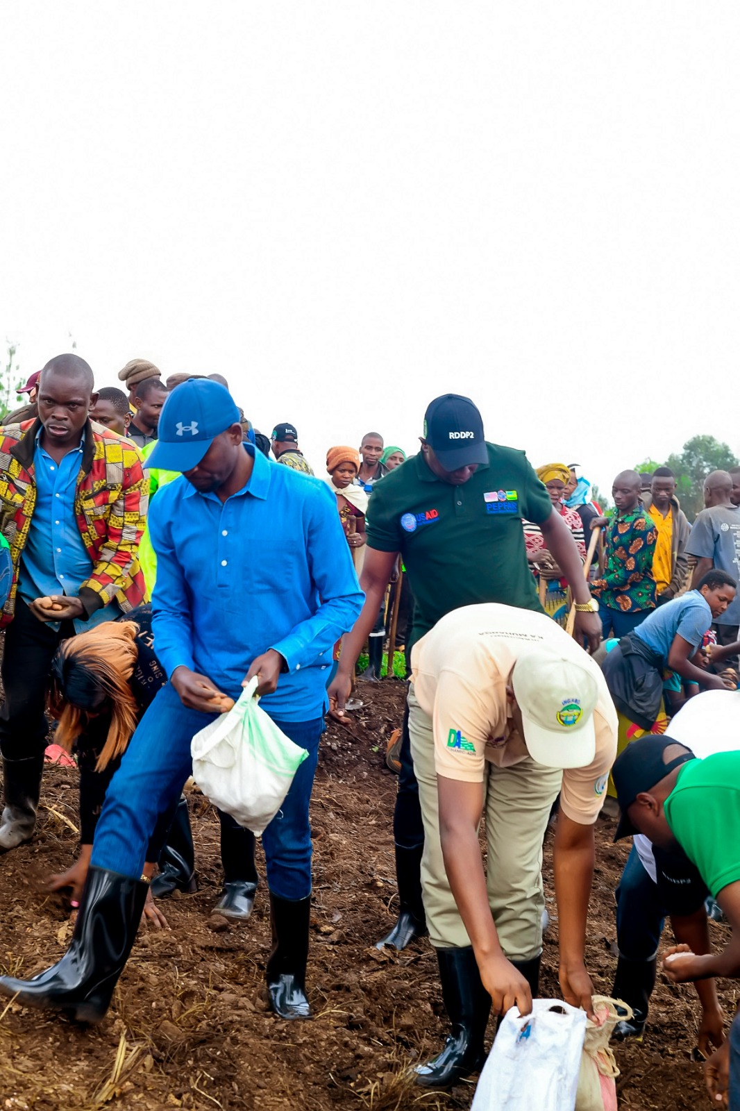 Muhanga: Abahinzi b’ibirayi barataka igihombo cya toni 1,2 by’imbuto