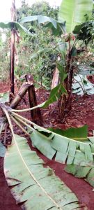 Amakimbirane mu bavandimwe yateye bamwe gufata imipanga batema insina z’abandi