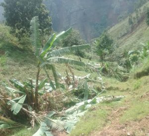 Rusizi: Abantu 4 bafungiye gutema insina 80 z’umukecuru