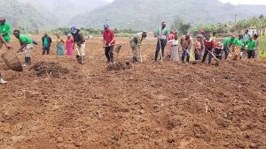 Igihembwe cy’ihinga 2025A: Hamaze guterwa 85% by’ibihingwa byatoranyijwe