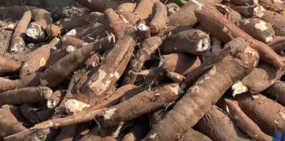 Ruhango: Abahinzi b’imyumbati bagurirwaga kuri 300Frw none ubu ntarenga 140Frw
