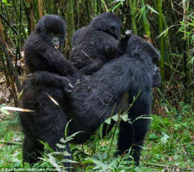 Kwita izina abana b’ingagi byasubitswe