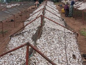 Nyamasheke: Toni zirenga 2 z’isambaza zarobwe mu munsi umwe.&nbsp;