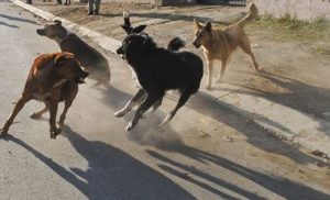 Nyagatare: Babangamiwe n’imbwa zizerera zikabarira amatungo