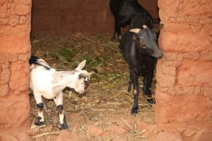 Burera: Abaturage bazambijwe n’abajura babiba amatungo