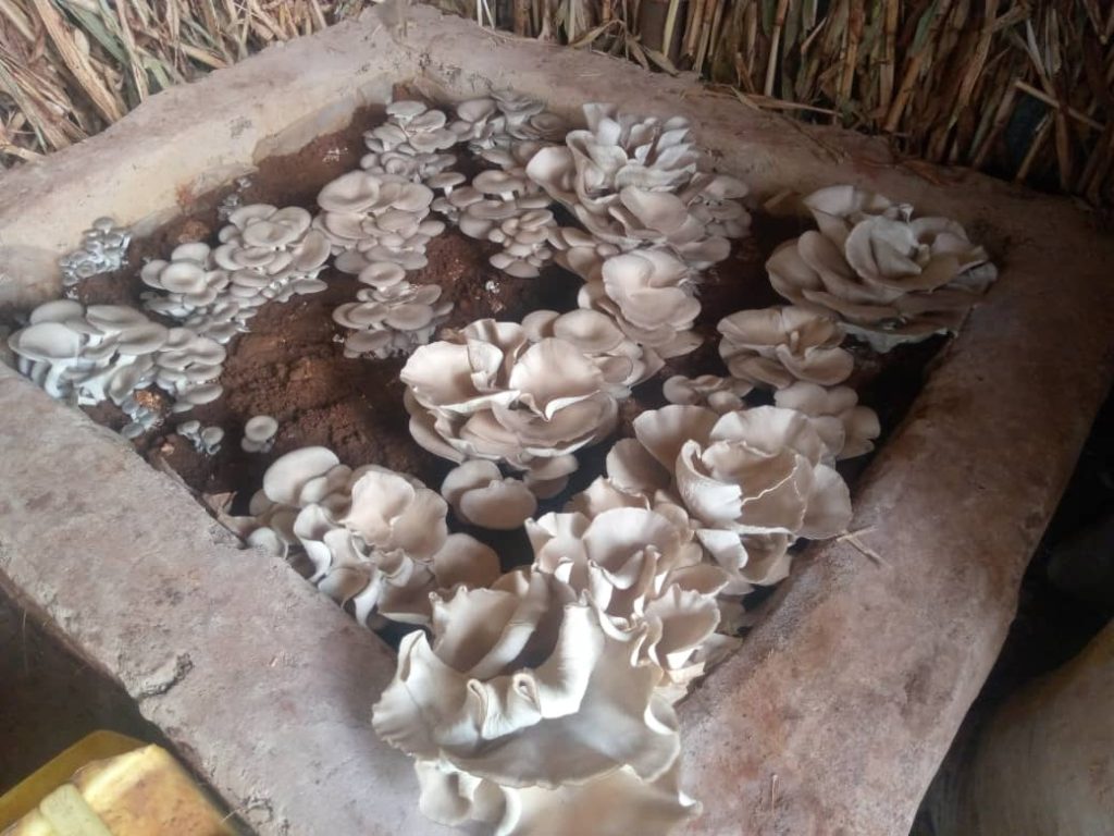 Kamonyi: Abahebyi baragorowe bayoboka ubuhinzi bw’ibihumyo 
