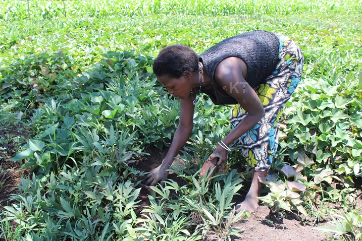 Mu Rwanda abagore batunze ubutaka bunini kurusha abagabo-NLA