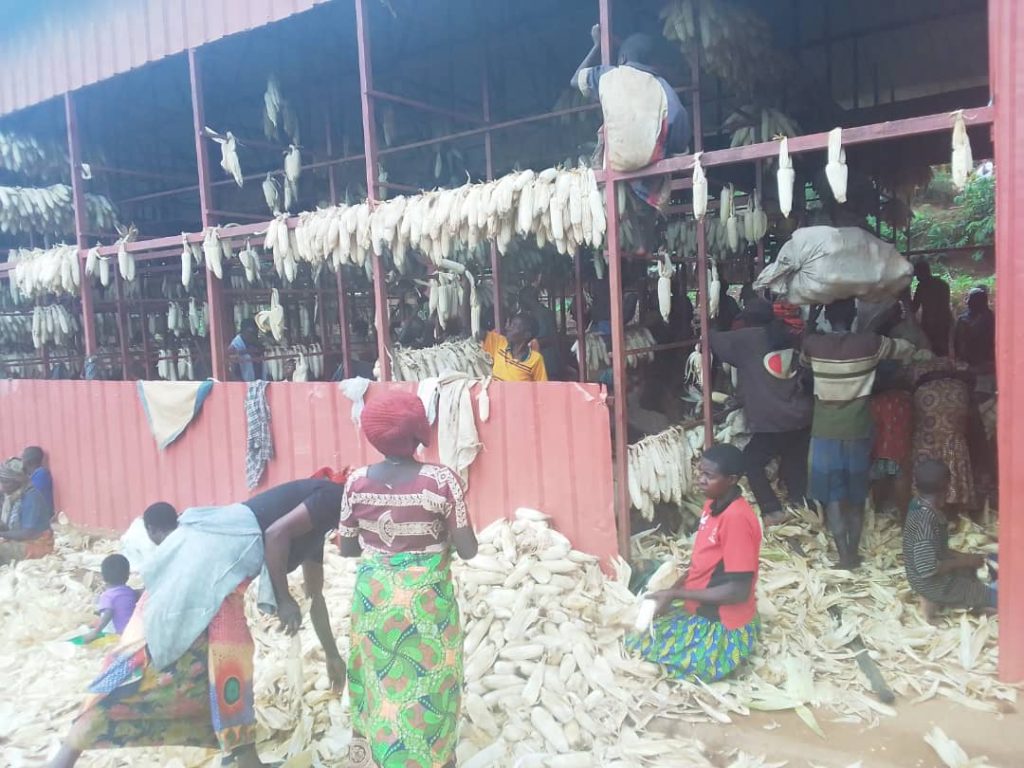 Kamonyi: Abahinzi b’ibigori batishyuwe baheze mu gihirahiro