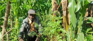 Musanze: Abaturage bishimira ko batagitera ibiti ngo bibe ibya Leta