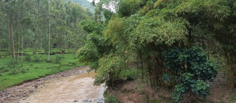 Gakenke: Barwanyaga iterwa ry’umugano kuri Base batazi inyungu bazakuramo
