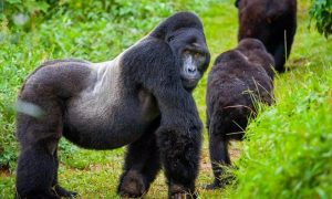 AI igiye gukoreshwa habungabungwa ingagi mu Rwanda