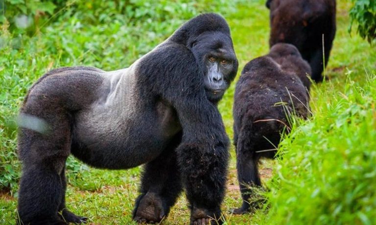 AI igiye gukoreshwa habungabungwa ingagi mu Rwanda