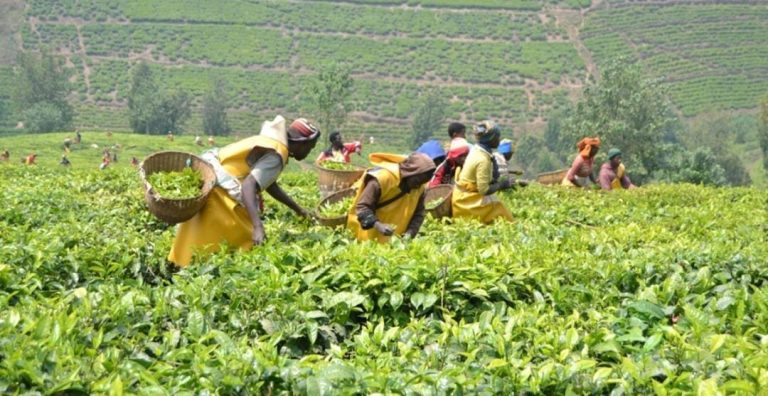 Icyayi cyinjiriza Akarere ka Nyabihu miliyoni zirenga 300 Frw buri kwezi 