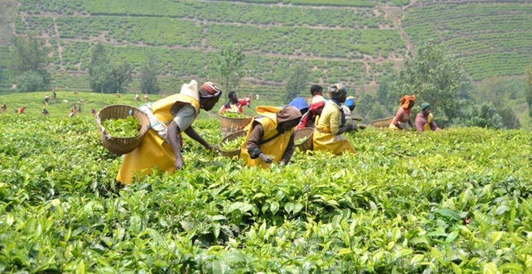 Icyayi cyinjiriza Akarere ka Nyabihu miliyoni zirenga 300 Frw buri kwezi 