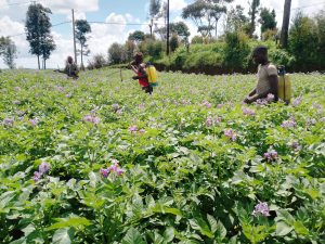 Nyaruguru: Bahinduye imyumvire yo guhinga gakondo bahingira isoko