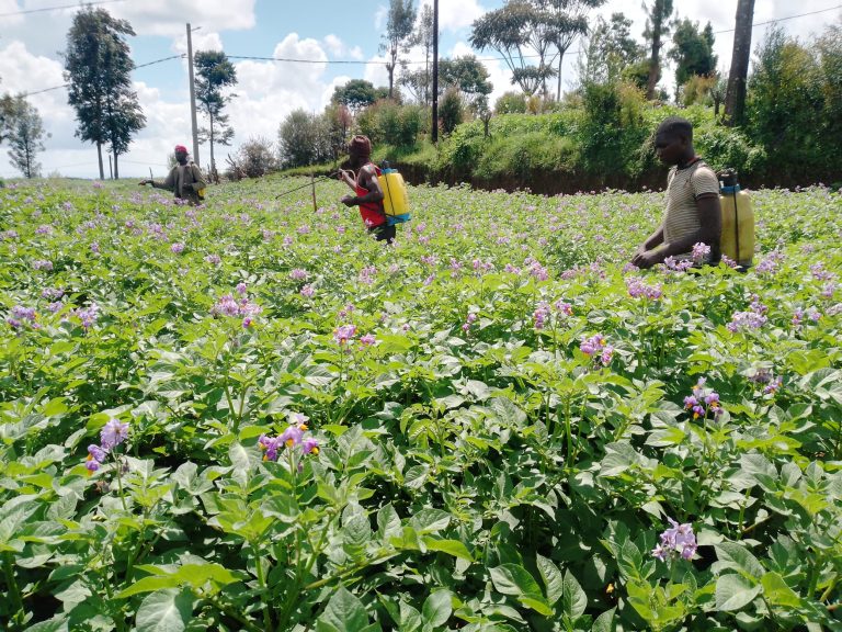 Nyaruguru: Bahinduye imyumvire yo guhinga gakondo bahingira isoko