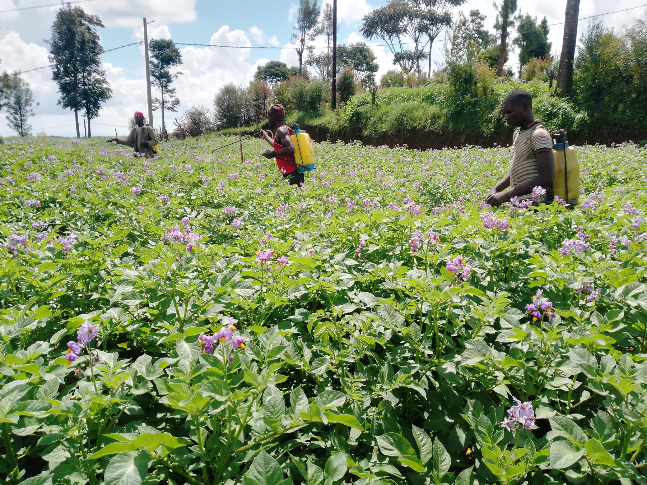 Nyaruguru: Bahinduye imyumvire yo guhinga gakondo bahingira isoko