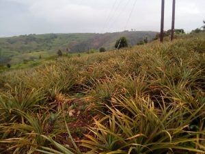 Nyagatare: Bamaze imyaka 5 bategereje ingurane bijejwe n’abakoraga amashanyarazi