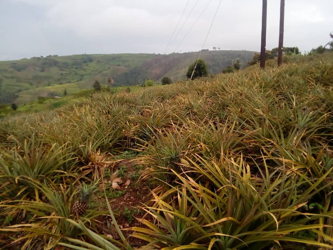 Nyagatare: Bamaze imyaka 5 bategereje ingurane bijejwe n’abakoraga amashanyarazi