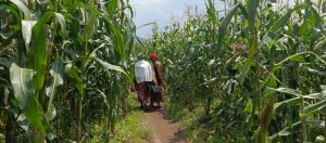 Musanze: Agasozi indatwa kahinduye imibereho y’abahinzi b’ibigori