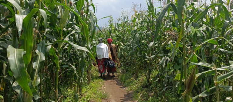Musanze: Agasozi indatwa kahinduye imibereho y’abahinzi b’ibigori