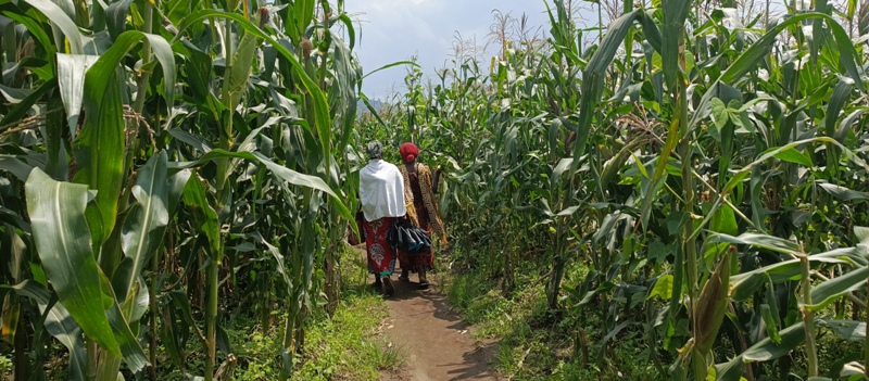 Musanze: Agasozi indatwa kahinduye imibereho y’abahinzi b’ibigori