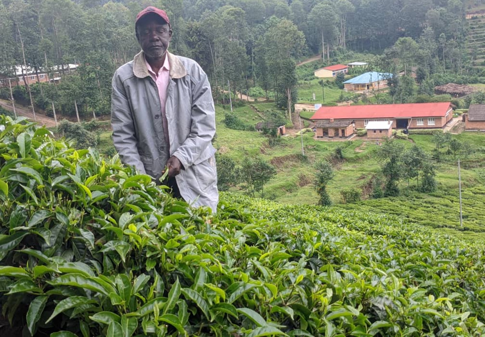 Nyabihu: Politiki y’Akazu yabangishaga guhinga icyayi yaranduwe na Leta y’Ubumwe