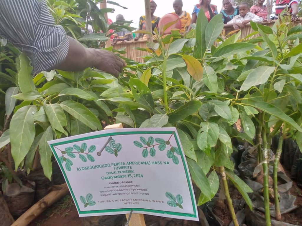U Rwanda rugiye gutera ingemwe z’avoka n’imyembe 300 000
